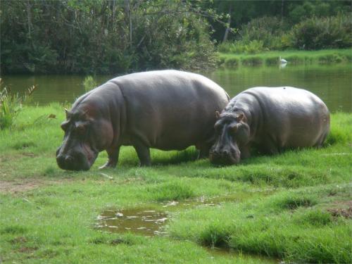 2010 36 Safari slider